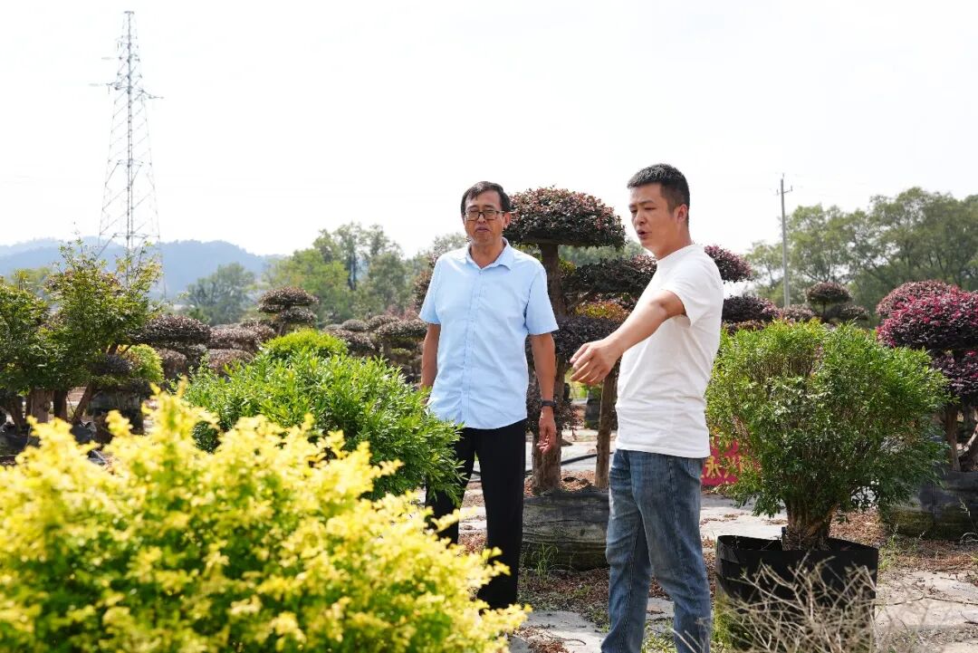特稿丨浏阳花木出海 竞逐全球