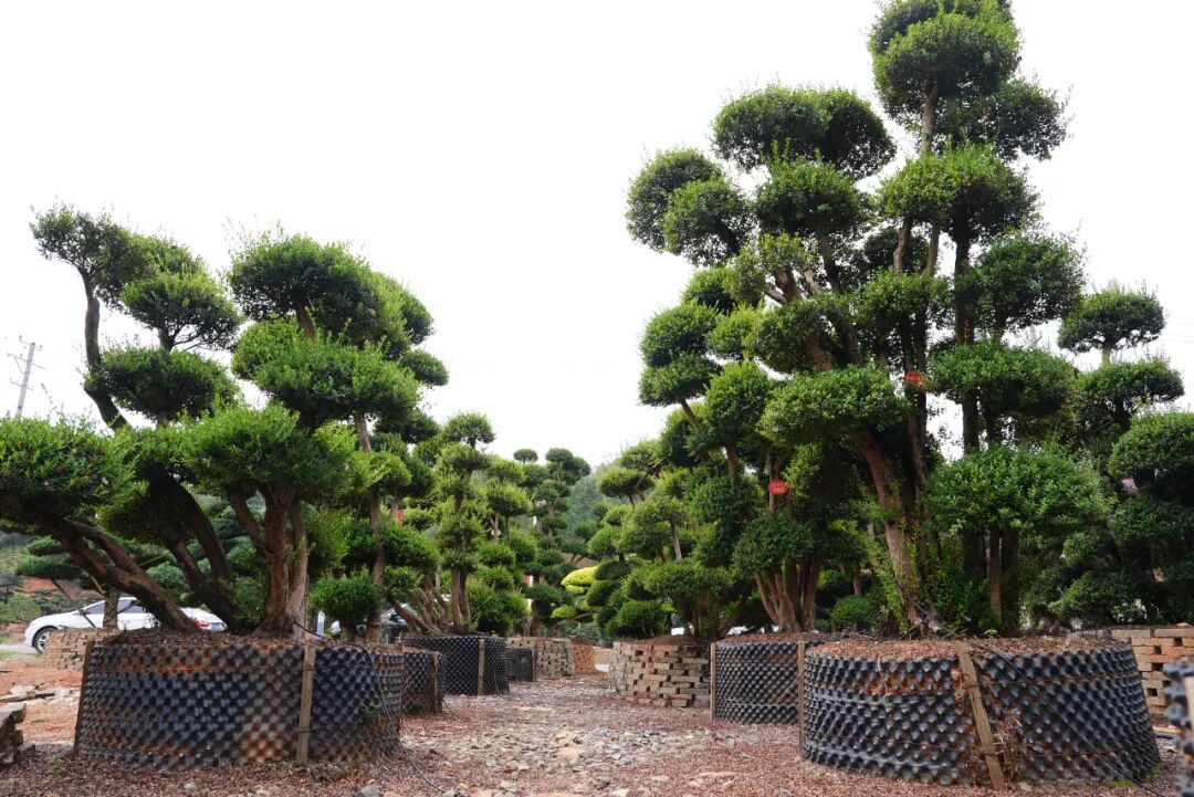 特稿丨浏阳花木出海 竞逐全球