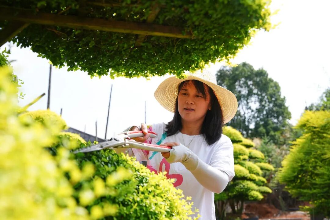 特稿丨浏阳花木出海 竞逐全球